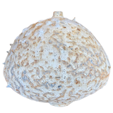 Lunar Pod II by Natalya Seva