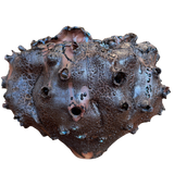 Obsidian Bloom by Natalya Seva