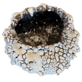 Moon Coral Bloom by Natalya Seva