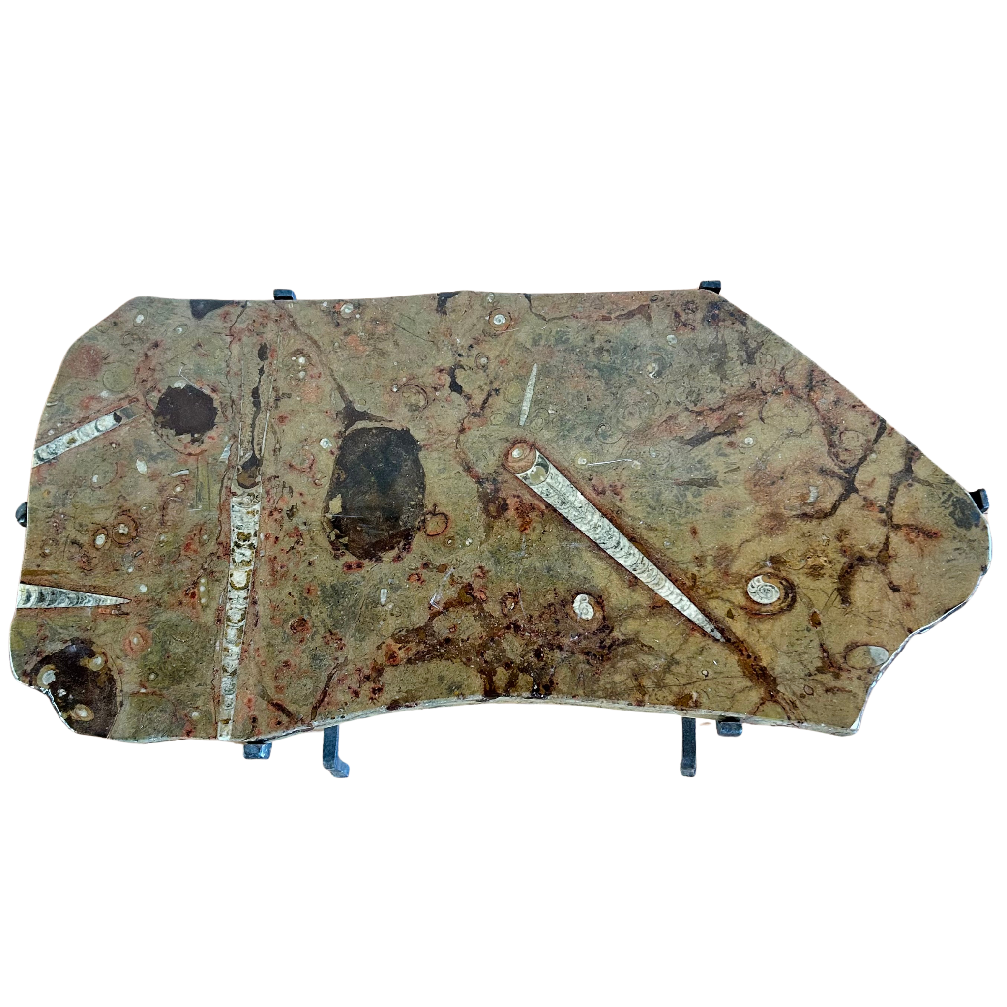 Vintage Orthoceras Limestone Iron Base End Table