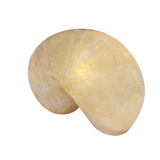 Nautilus Lamp by Marika Carniti Bollea