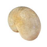 Nautilus Lamp by Marika Carniti Bollea