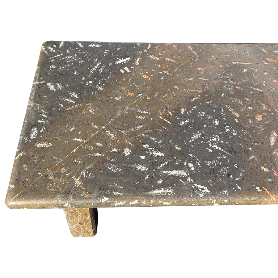 Orthoceras Fossil Limestone Coffee Table