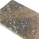 Orthoceras Fossil Limestone Coffee Table