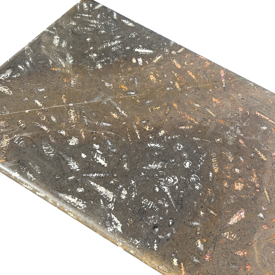 Orthoceras Fossil Limestone Coffee Table