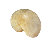 Nautilus Lamp by Marika Carniti Bollea