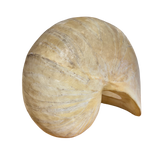 Nautilus Lamp by Marika Carniti Bollea