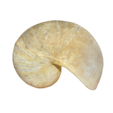 Nautilus Lamp by Marika Carniti Bollea